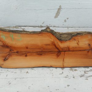 English Yew 467 L x 162-148 W x 44 D (mm) (493)