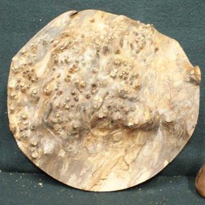 Elm Burr Timber 35 Front