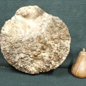 Elm Burr Timber 37 Front