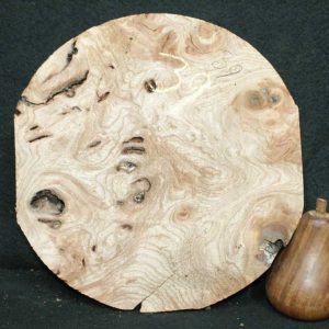 Elm Burr Timber 38 Back